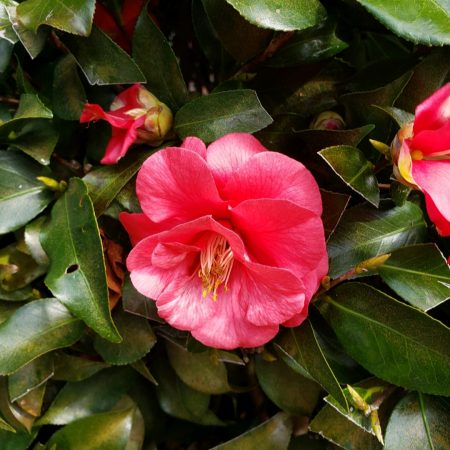 I took this photo at my parents house. They have beautiful Camellia trees.