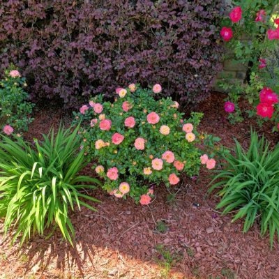 Pink and red roses in our flower beds.